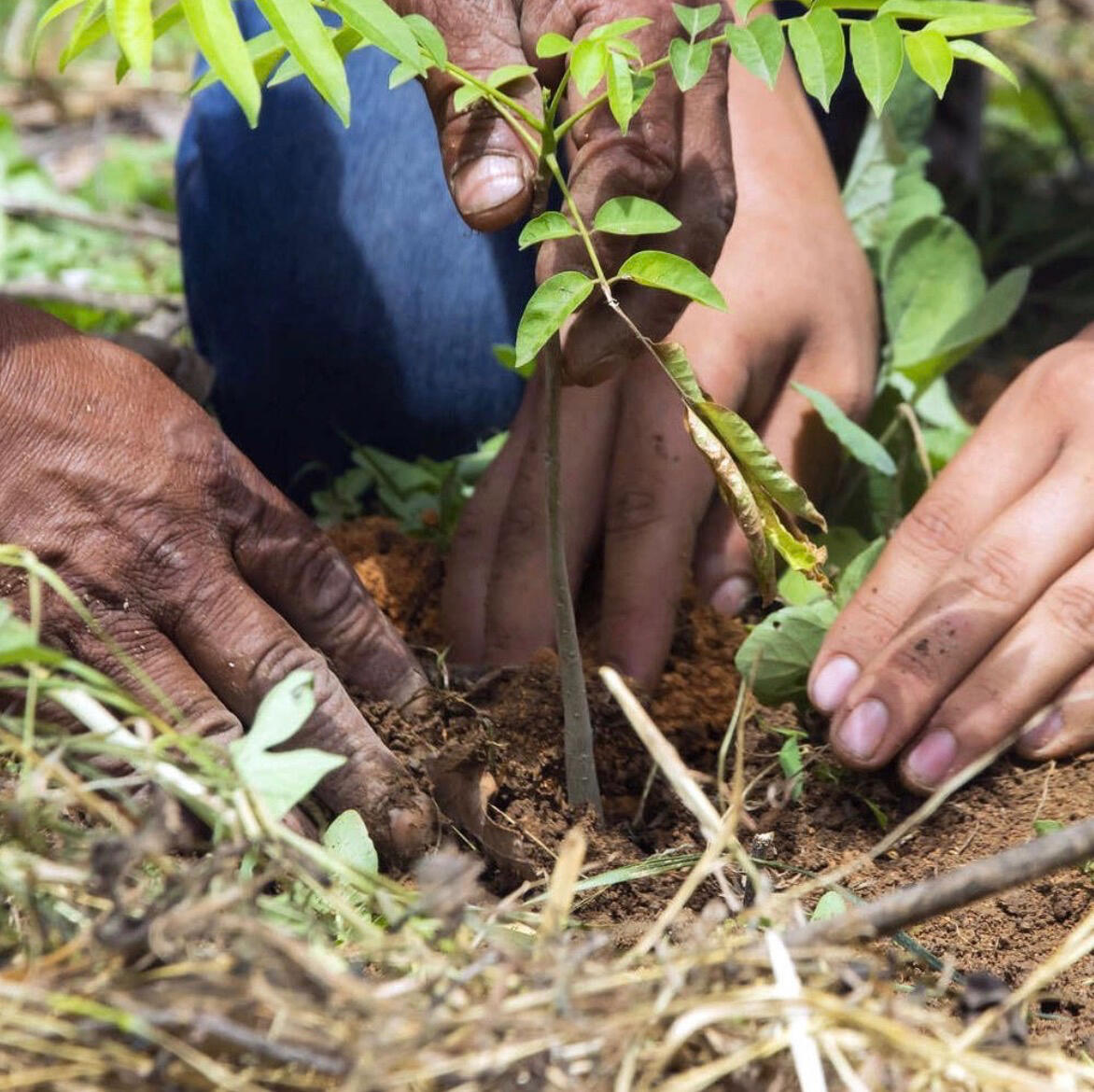 Nature Conservancy A group of volunteers from Nature Conservancy help plant a small sprouting tree