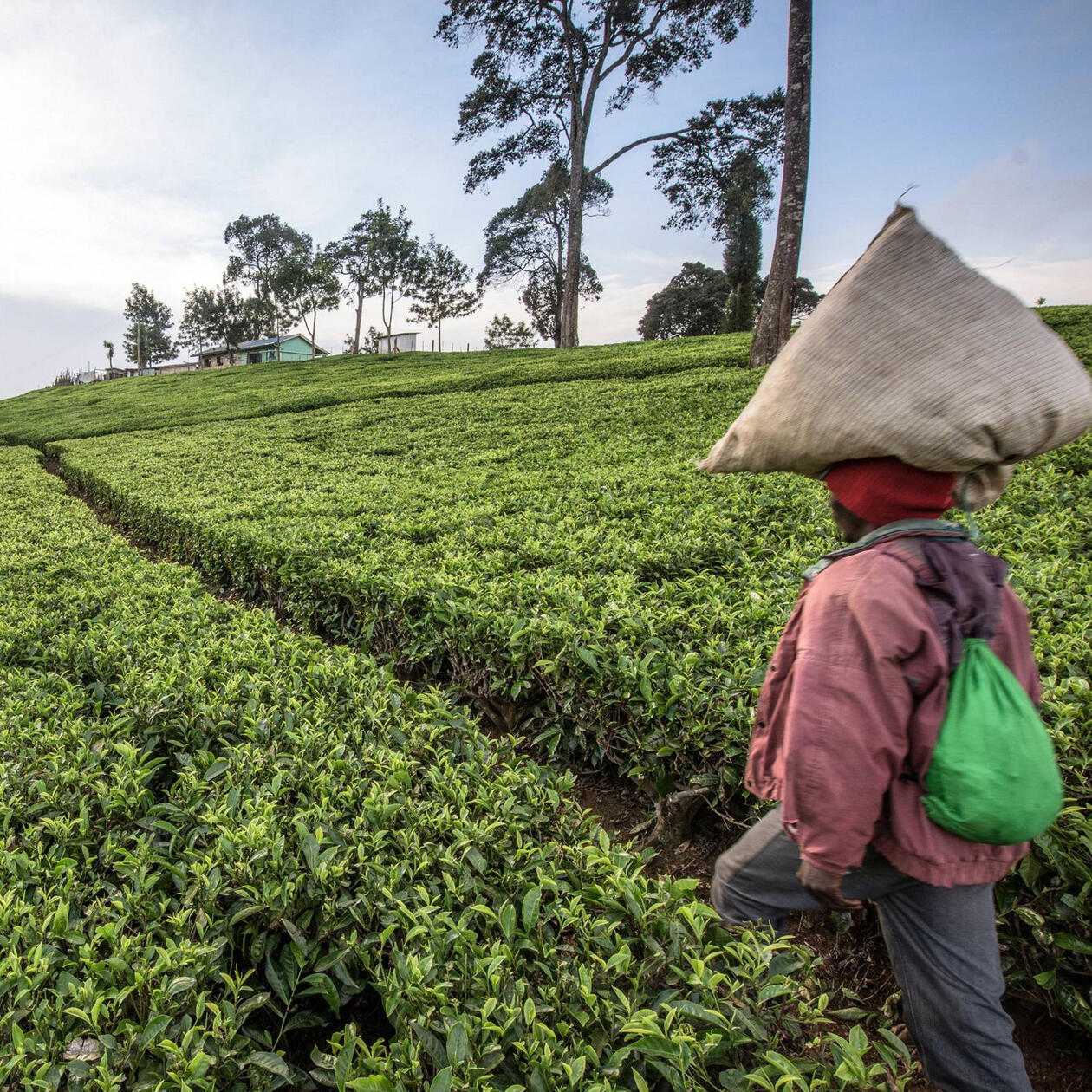Rainforest Alliance A person walks around in a field of crops